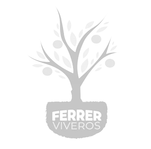 Ferrer Viveros