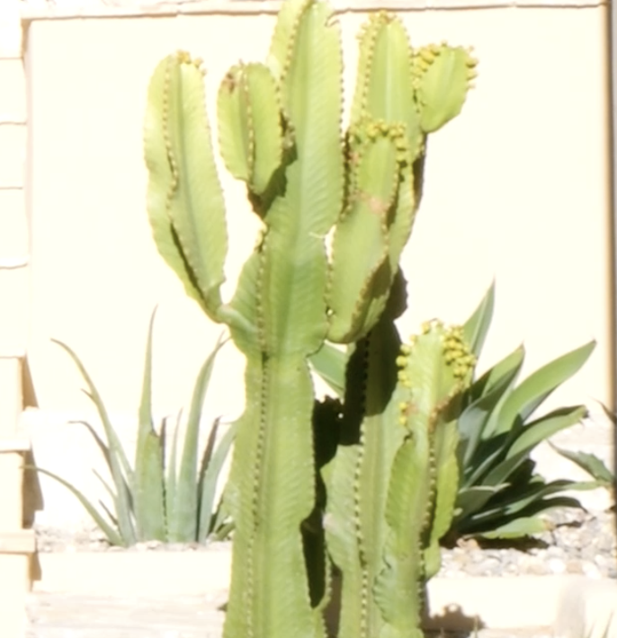 Ferpas garden