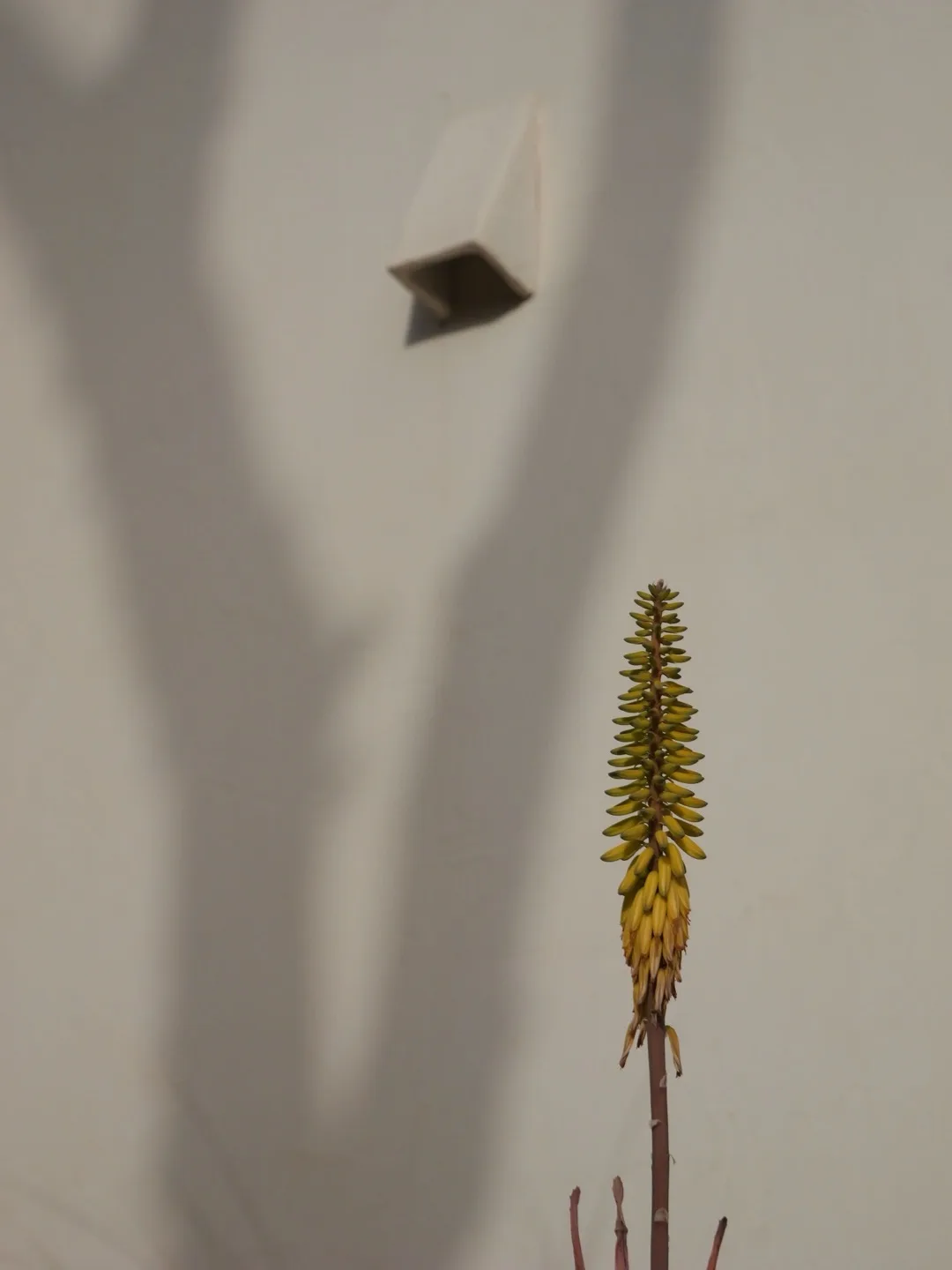 Ca La Pinada